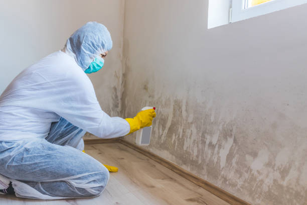 Licensed Mold Testing service in Andover, MA - WQB Mold Removal